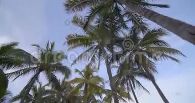 仰望棕榈树的活动，<strong>淡蓝色</strong>的<strong>天空</strong>4k60p